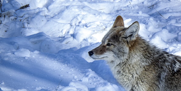 Coyote, prosto živeče živali, narave, sneg, Predator, udarci, pes