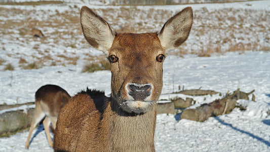 Roe deer, rừng, hươu fallow, Thiên nhiên, hoang dã, động vật, động vật có vú