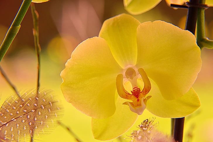 orquídia, flor, flor, tancar, flor d'orquídia, planta, groc