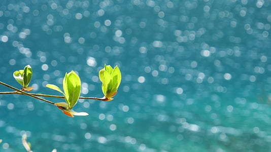 lente, Jiuzhaigou, zee, achtergrond, eigenschappen, boom, sectie
