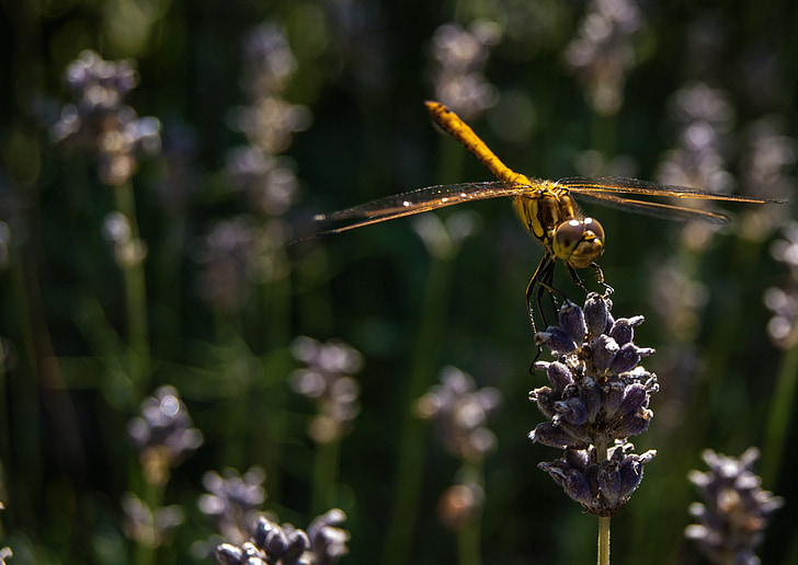 dragonfly, nature, bug, macro, green, summer, animals