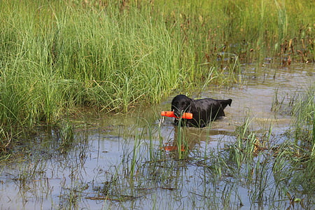 dog, pick up your, retriever, flat-coated retriever, water, pet, animal