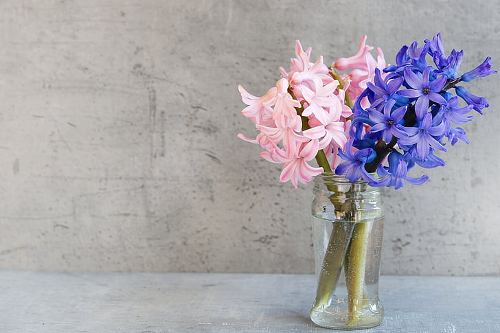 hyacinth, flowers, pink, blue, vase, glass, deco