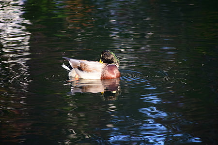 duck, lake, water, bird, water bird, animal, waters