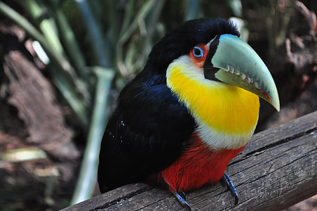 Tucano, paukštis, Brazilija, Gamta, didelis snapas, miško, gyvūnai