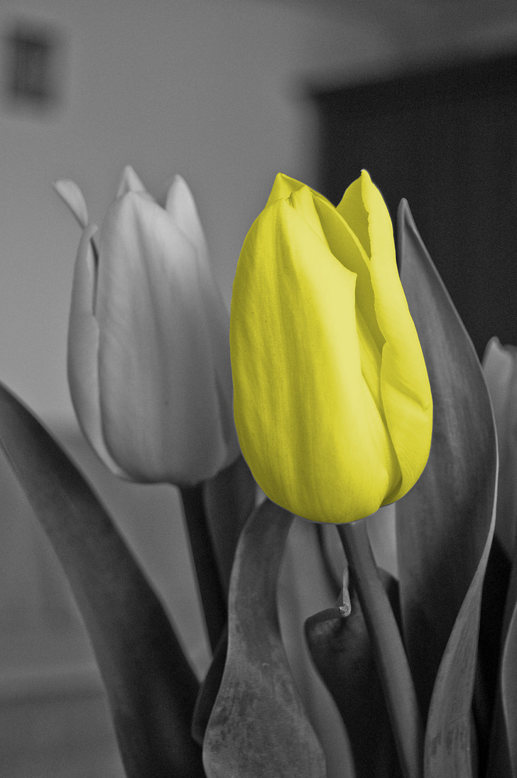Tulip, gul, blomst, svart, grå, farge
