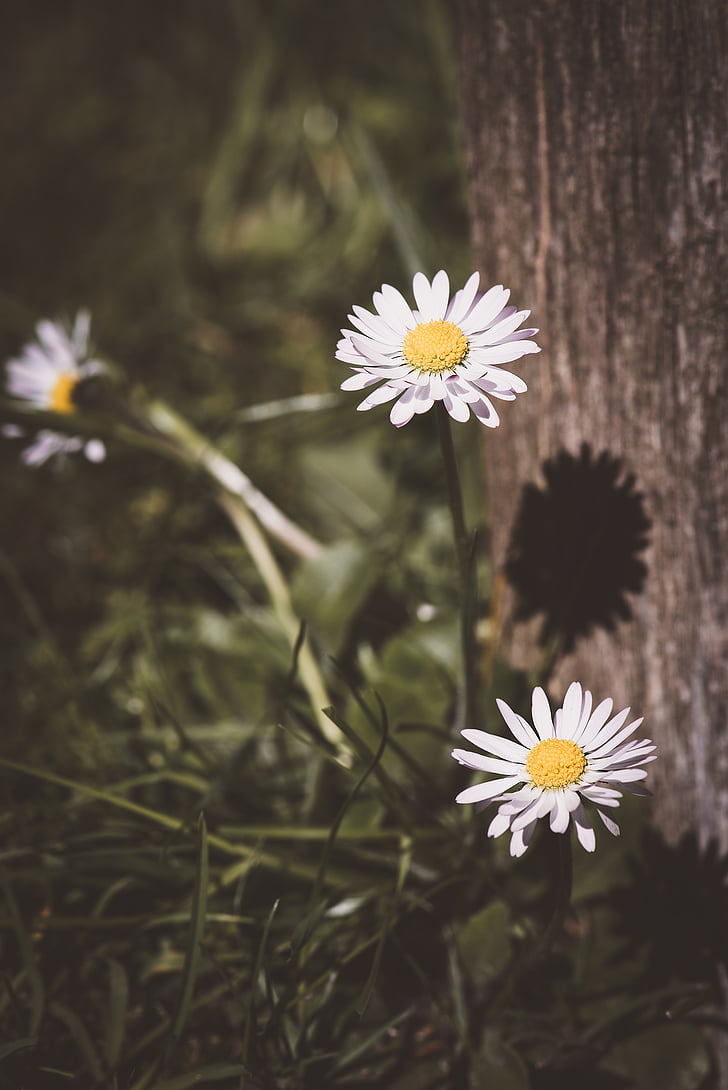 Daisy, vilda blommor, blomma, våren, äng, naturen, vit