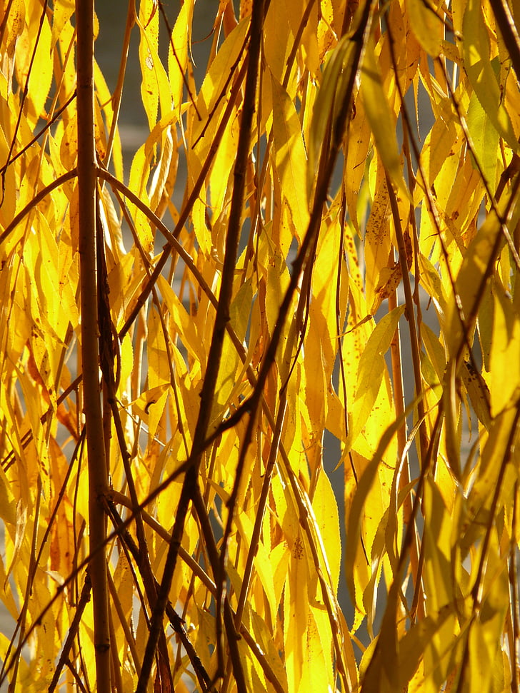 Willow daun, daun, willow perak, Salix alba, padang rumput, Sali, air