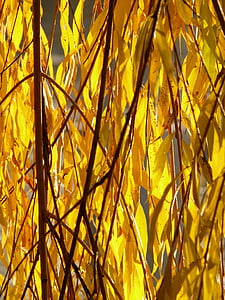 Willow listi, listi, srebrna Vrba, Salix alba, pašniki, Sali, vode