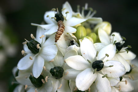 λουλούδια, λευκό, Όμορφο, μαύρο κέντρο, στήμονας, πέταλα, λεπτή