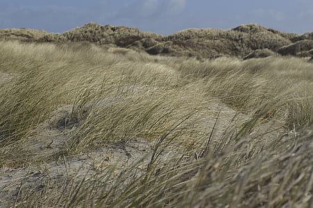 dunes, platja, enfocament, natura, sorra, cel, blau