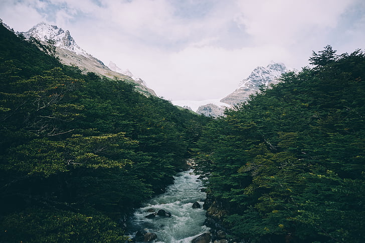 river, sorrunded, trees, nature, forest, day, scenics