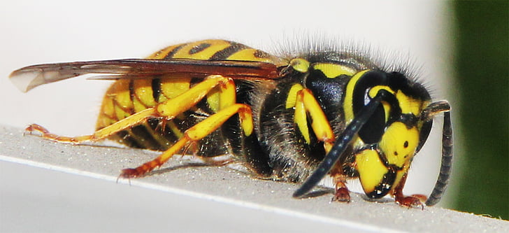 včela, WASP, hmyz, Honey, sbírat, užitečné, léto