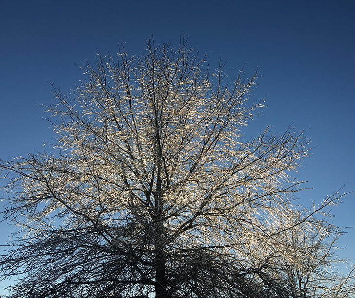 arbre, glacées, congelés, froide, saison, Ze, glace