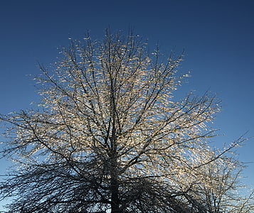 drevo, ledeno, zamrznjeni, hladno, sezona, ze, LED