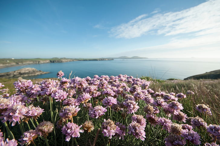 sea, water, coast, green, grass, farm, field