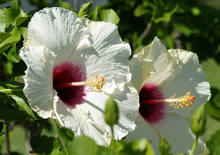 Hibiscus, õis, Bloom, valge, lill, Mallow, Sulgege