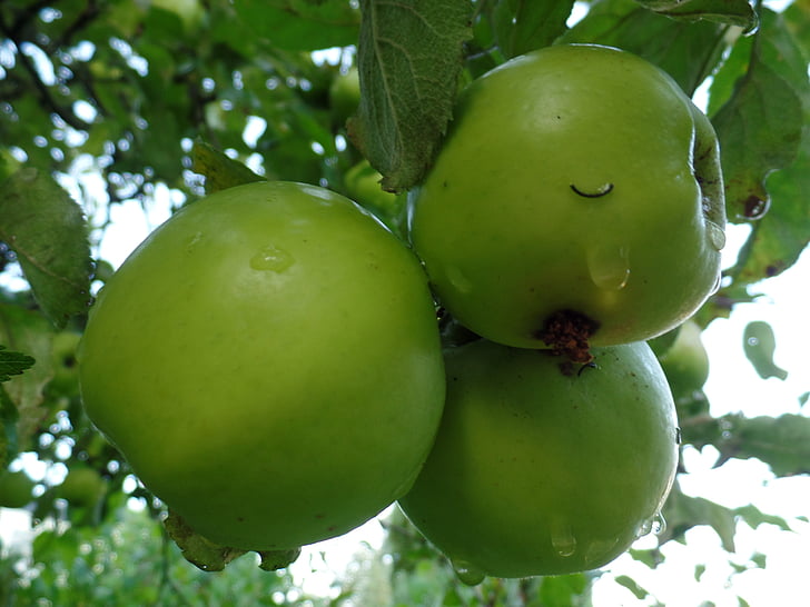 Apple, árvore de maçã, verde, kernobstgewaechs, fechar, maduras, comida