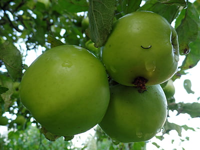 Apple, albero di mele, verde, kernobstgewaechs, chiudere, maturi, cibo