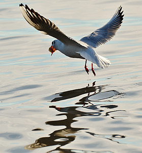 seagull, food, fly, water, lake constance, animal world, lake