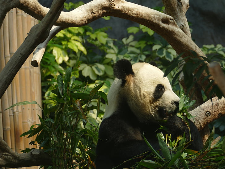 Panda, orso, disegno testa, mammifero, bianco e nero, Panda bear, bambù