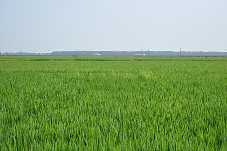 paddy fields, rice, thailand, green, golf club