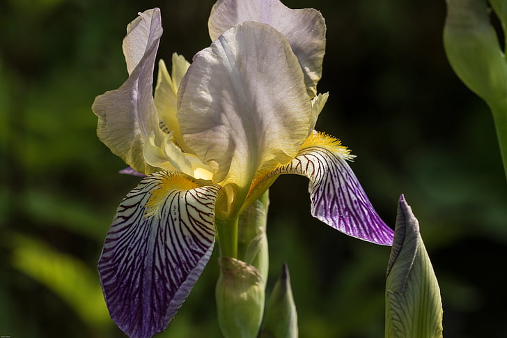 Iris, blomster, dekorativ anlegget, hage, vakker, iridaceae, lilla