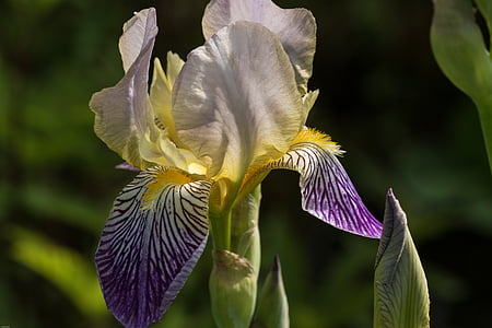 Iris, flors, planta ornamental, jardí, bonica, flora, porpra