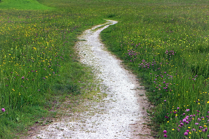 sentier, Lane, Meadow, nature, promenade, sentier de la nature, voie de migration