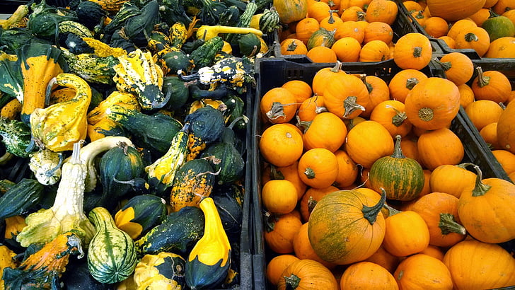 labu, Orange, panen, pertanian, labu, Halloween, musim gugur