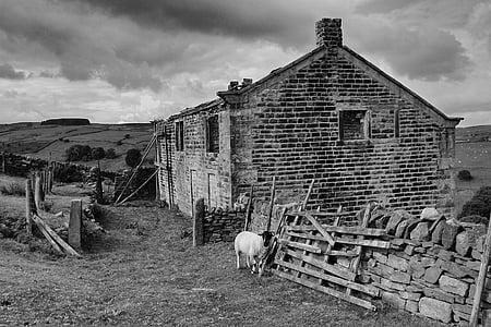 moors, black, outdoor, sheep, farm, black And White, old