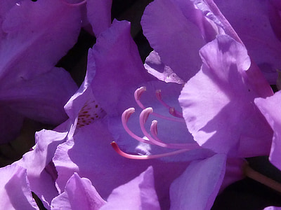 Rhododendron, Blüte, Bloom, Frühling, Knospe, Rosa, Ausschreibung