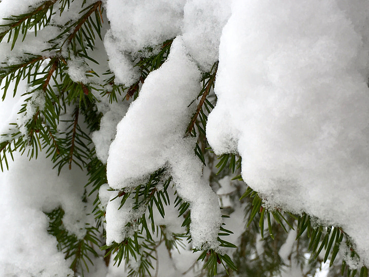 vinter, snö, vintrig, Winter dream, Winter forest, jul, träd