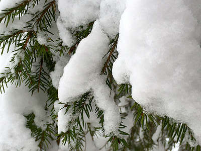 zimné, sneh, mrazivé, Zimný sen, Zimný Les, Vianoce, strom