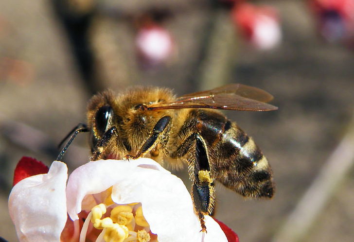 bee, insect, blossom, bloom
