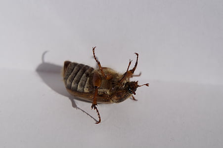 Chafer, Escarabajo de la, Fidget, movimiento, cayó, insectos, krabbeltier
