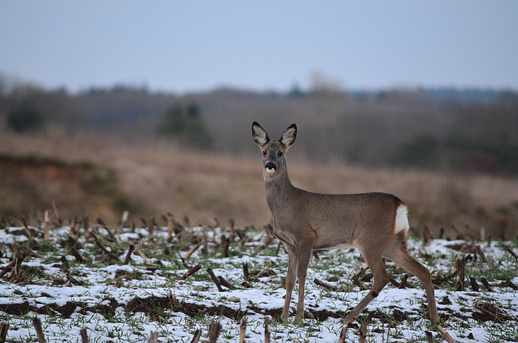 roe deer, fallow deer, wild, forest animal, doe, scheu, red deer