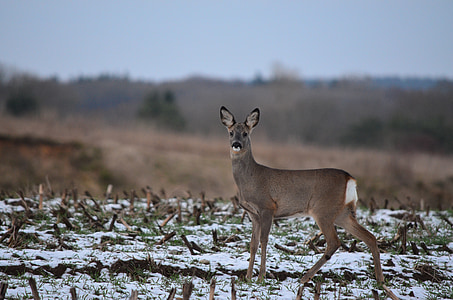 roe deer, fallow deer, wild, forest animal, doe, scheu, red deer