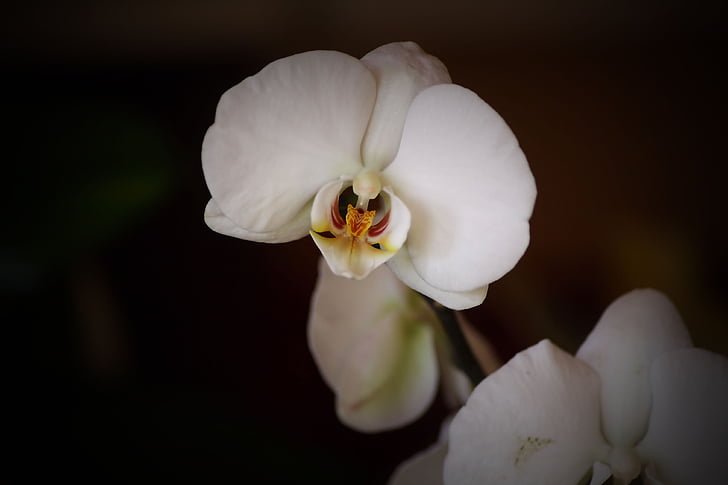 blomst, anlegget, Flora, Orchid, hvit, Lukk, makro