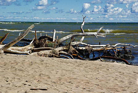 baltic sea, latvia, driftwood, wild nature