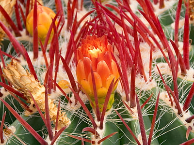 jardin de cactus, Cactus, Lanzarote, Espagne, attractions de l’Afrique, Guatiza, lave
