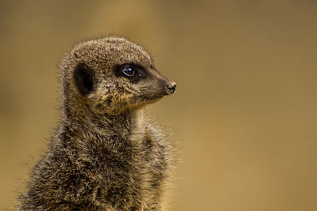 animal, animal photography, macro, meerkat, wildlife
