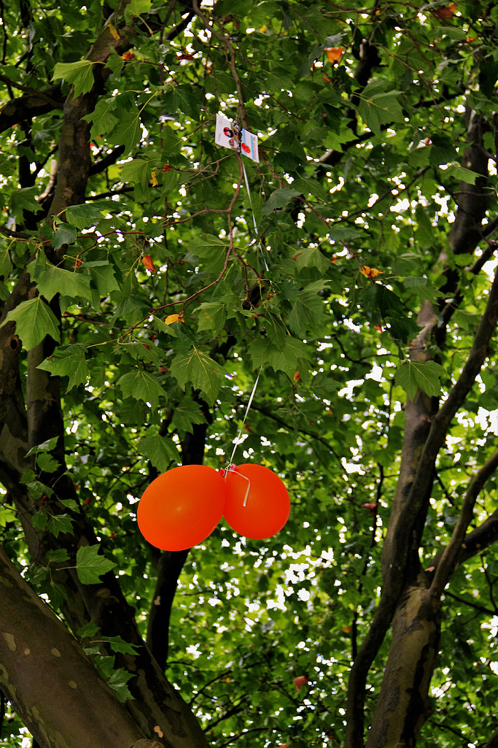 stuck, air balloon competition, orange, balloons, in the tree