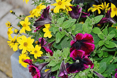 petunia, colorful, flowers, violet, purple, yellow, pink