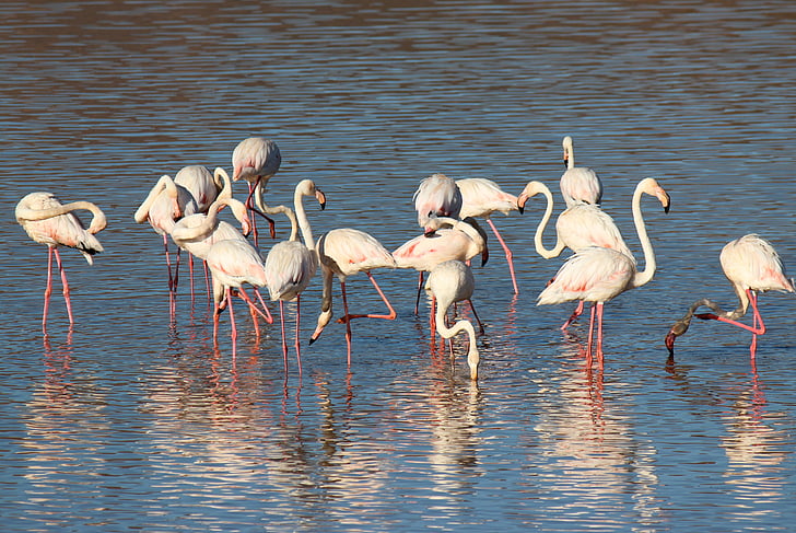 flamingo, bird, pink, beak, pink flamingo, feathers, group of birds