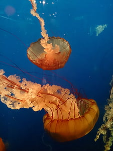 медузи, синьо, аквариум, море, подводни, океан, морски