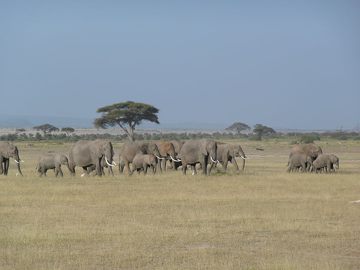 코끼리, 케냐, 야생, 야생 동물, 아프리카, 동물, 여행