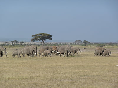 elefante, Kenia, selvaggio, fauna selvatica, Africa, animale, Viaggi