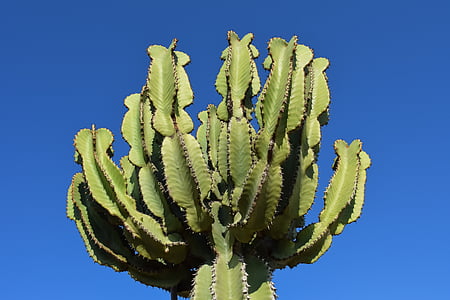 cactus, plant, nature, summer, flora