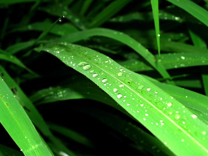 вода, капки, листа, трева, Грийн, роса, дъжд